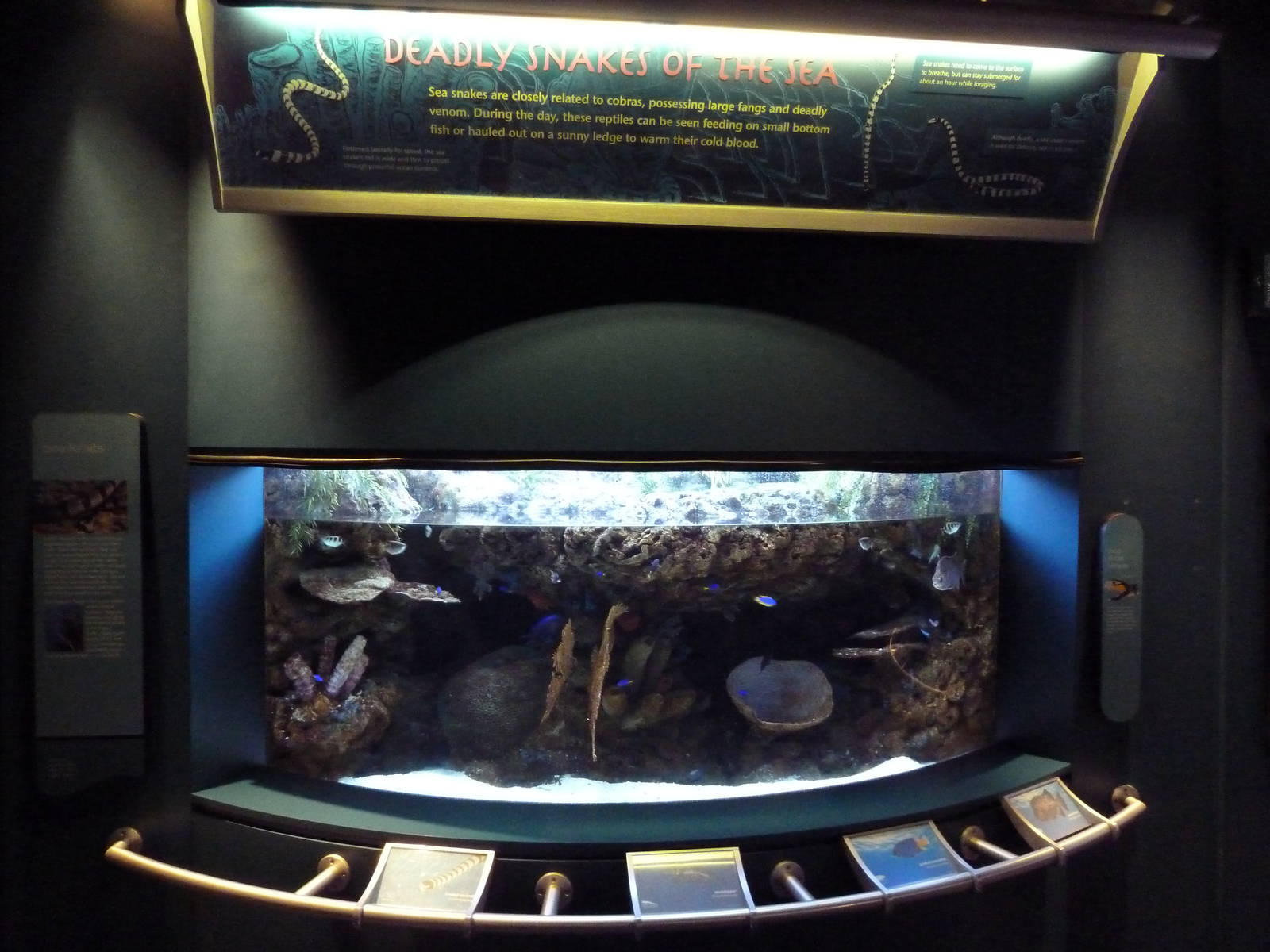 Tropical Pacific Gallery - Sea Krait Exhibit