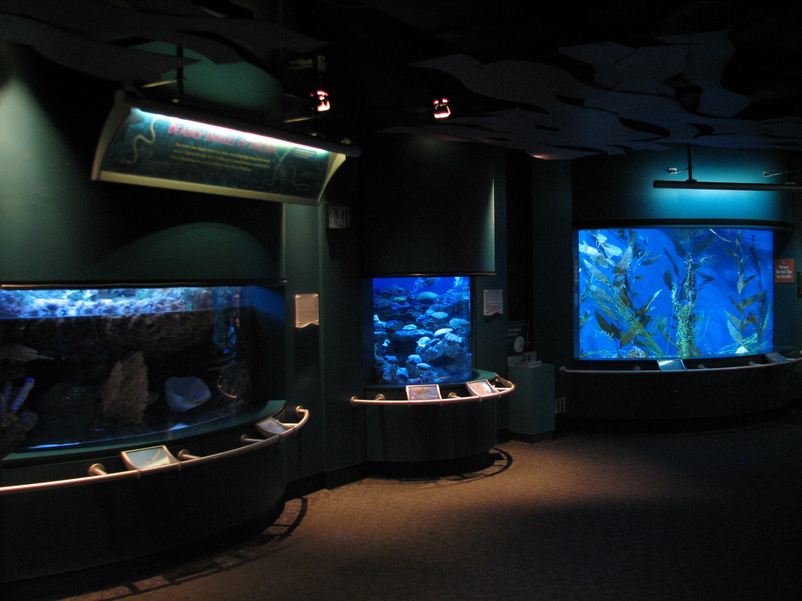Tropical Pacific Gallery - Sea Krait, Lionfish, and Leafy Seadragon Exhibit