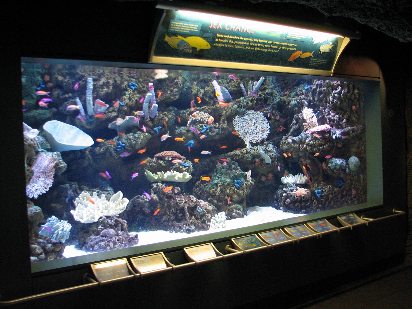 Tropical Pacific Gallery - Sex Change Exhibit