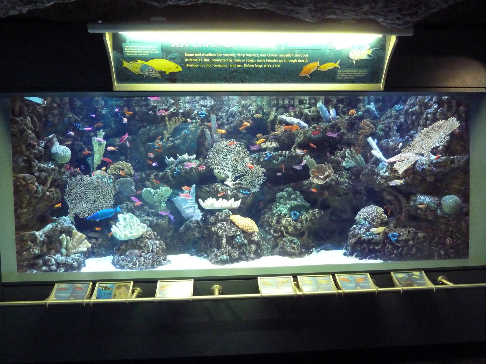 Tropical Pacific Gallery - Sex Change Exhibit