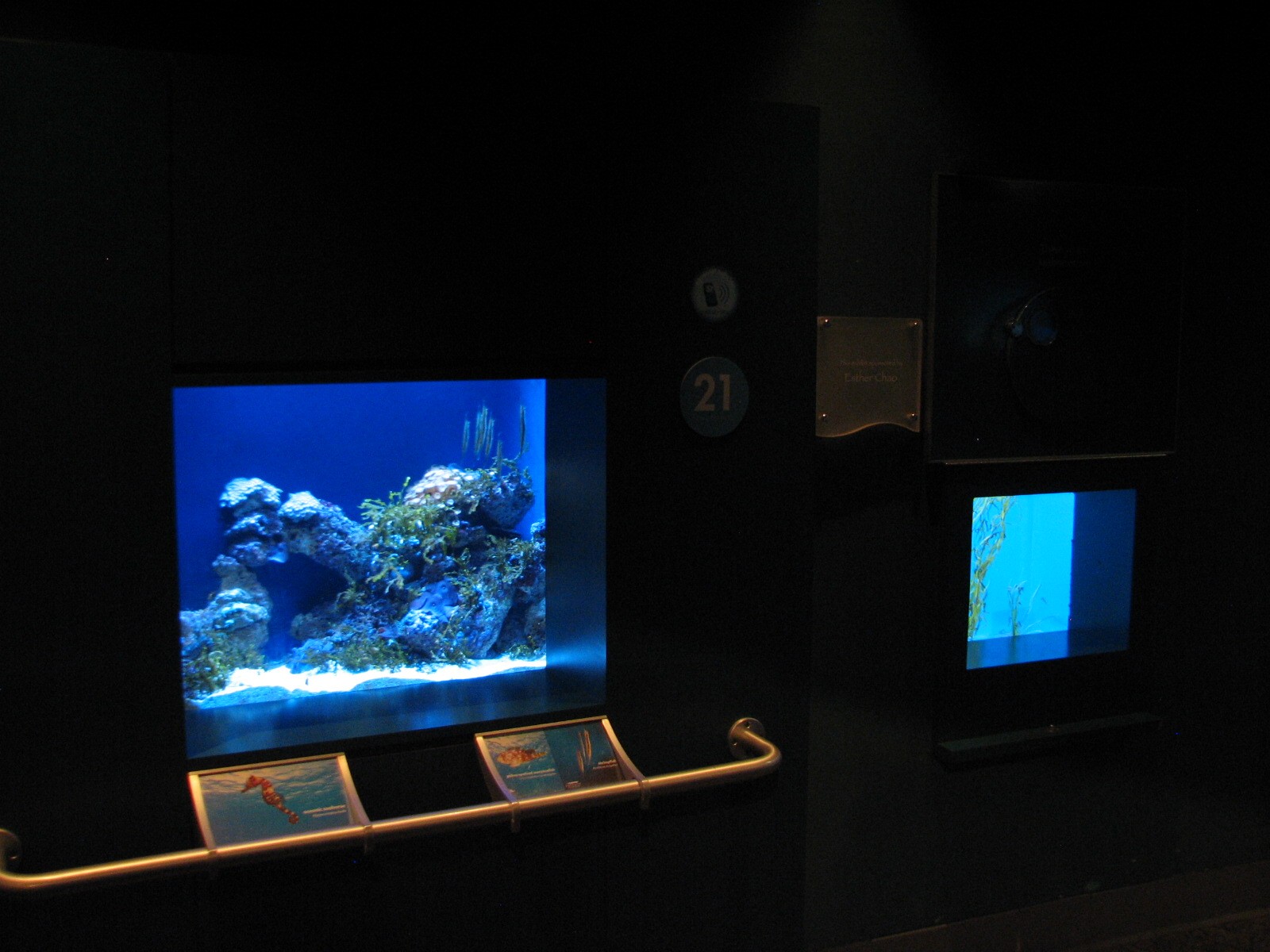 Tropical Pacific Gallery - Shrimpfish and Baby Seahorse Exhibits