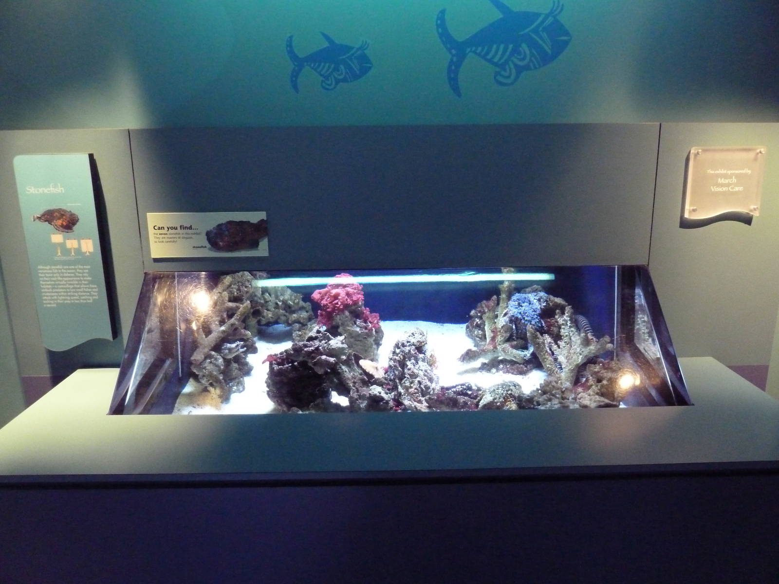 Tropical Pacific Gallery - Stonefish Exhibit