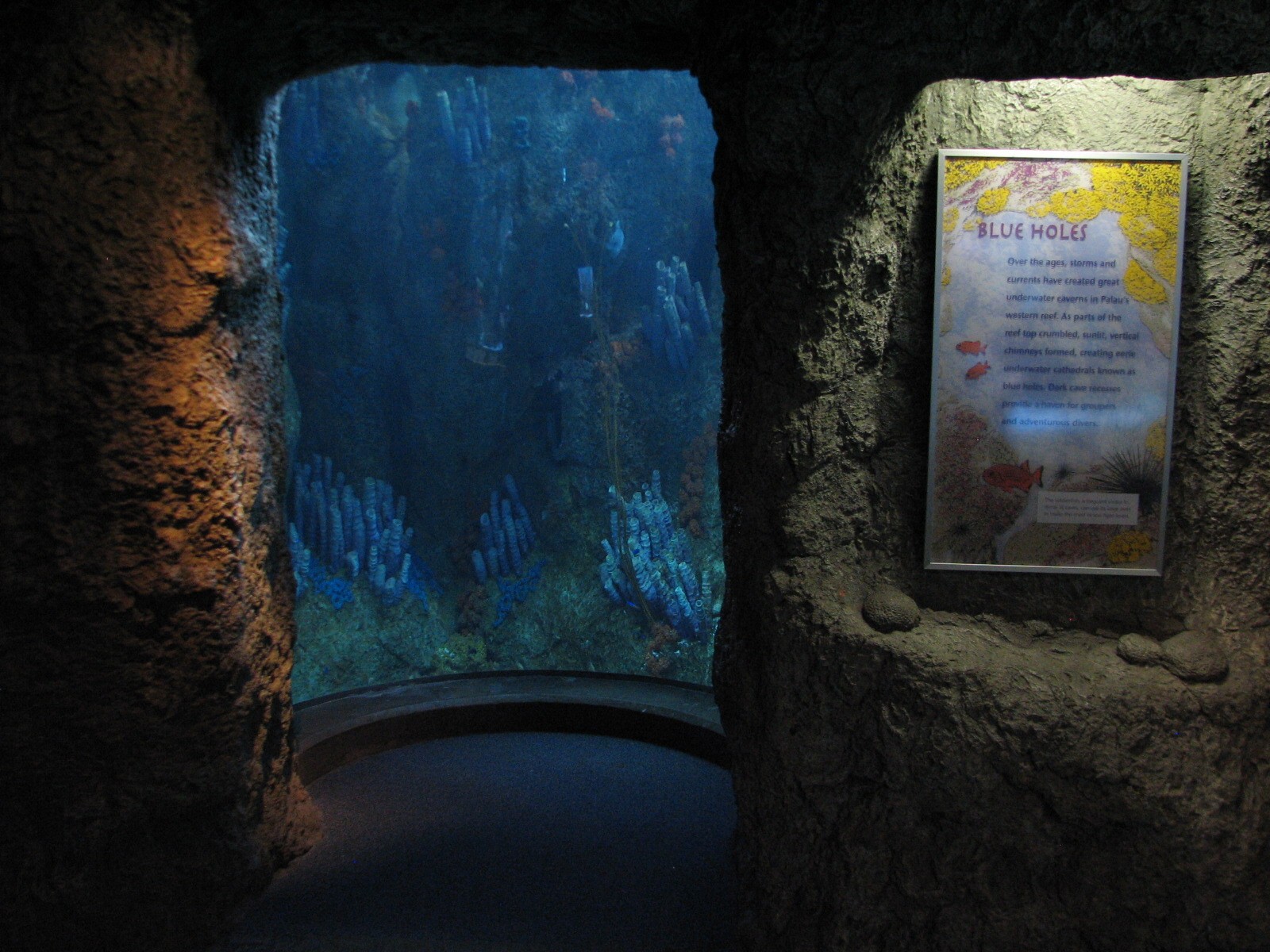 Tropical Pacific Gallery - Tropical Reef Habitat - Blue Hole (Third Viewing
