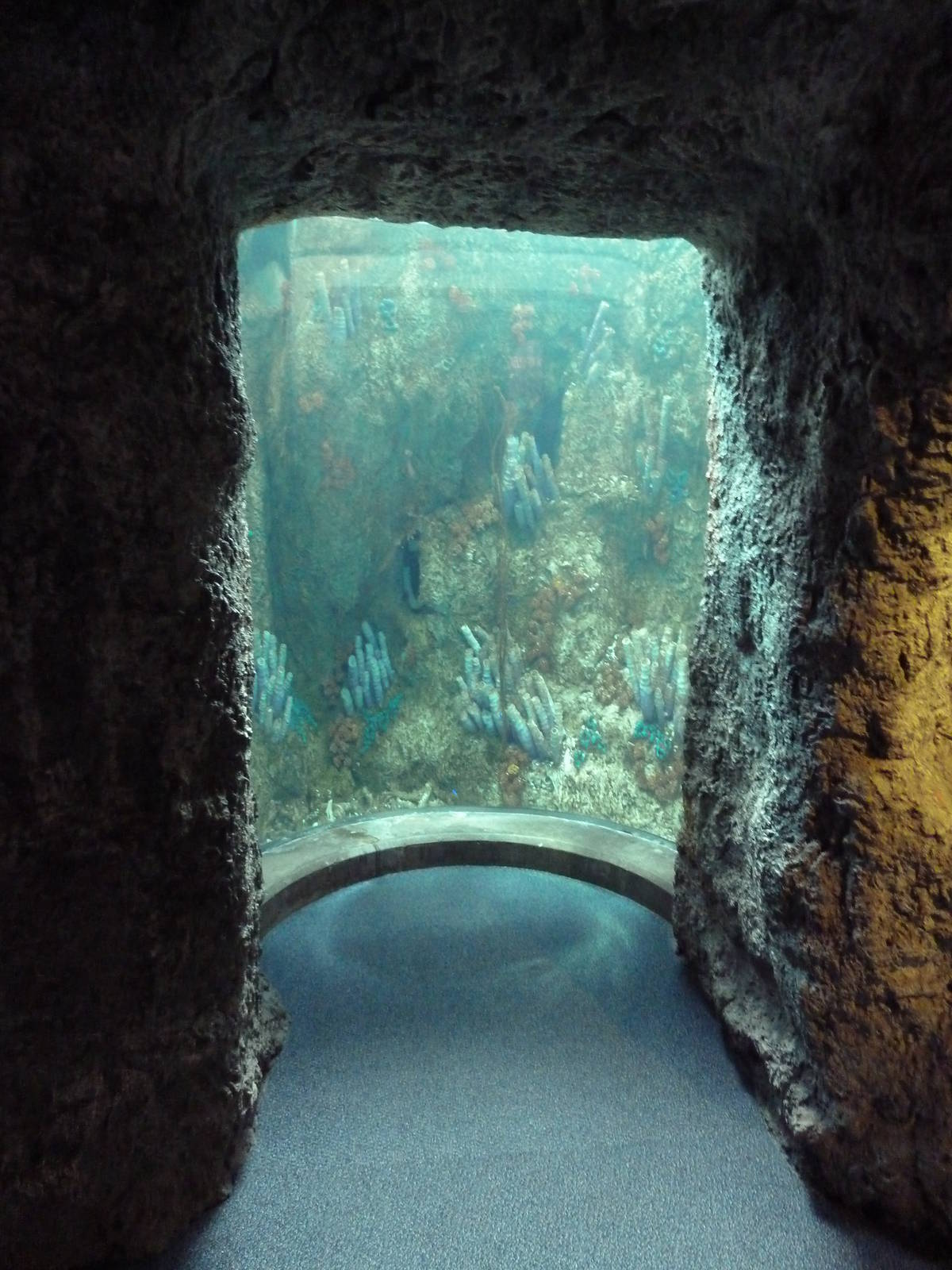 Tropical Pacific Gallery - Tropical Reef Habitat (Blue Hole)