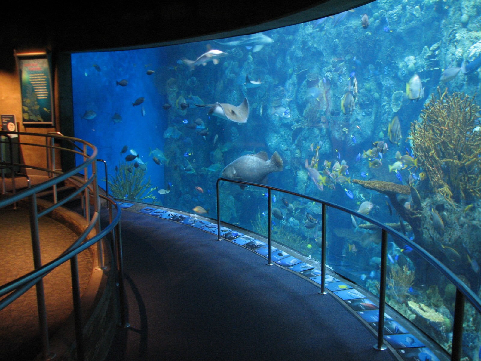 Tropical Pacific Gallery - Tropical Reef Habitat - Fourth Viewing Area
