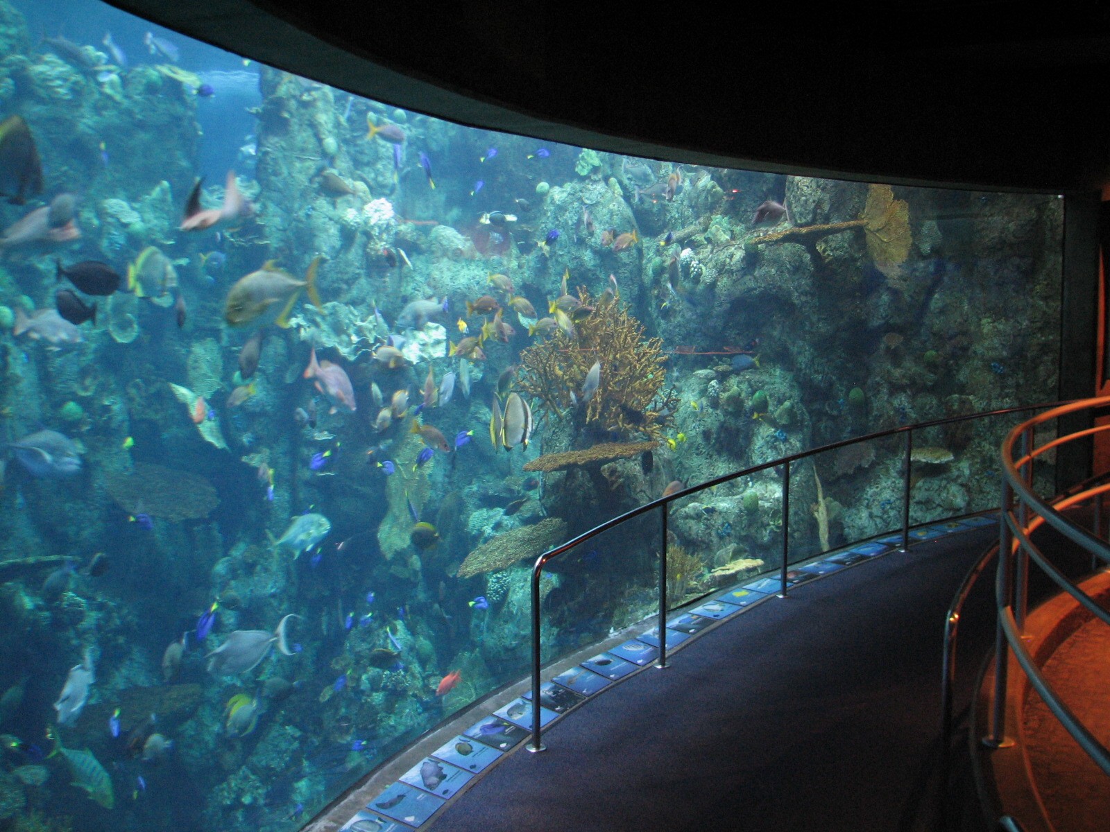 Tropical Pacific Gallery - Tropical Reef Habitat - Fourth Viewing Area