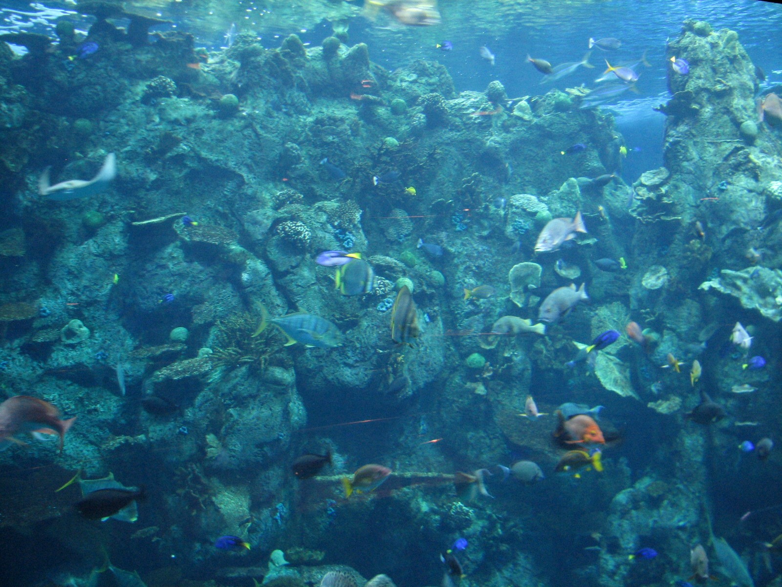 Tropical Pacific Gallery - Tropical Reef Habitat - Fourth Viewing Area
