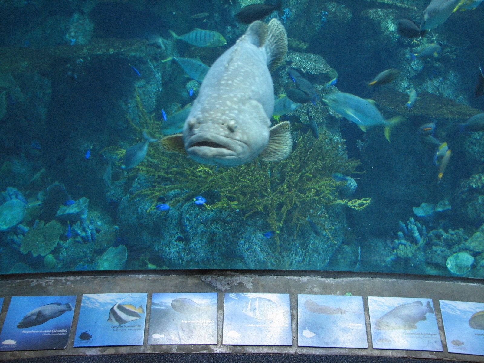 Tropical Pacific Gallery - Tropical Reef Habitat - Fourth Viewing Area