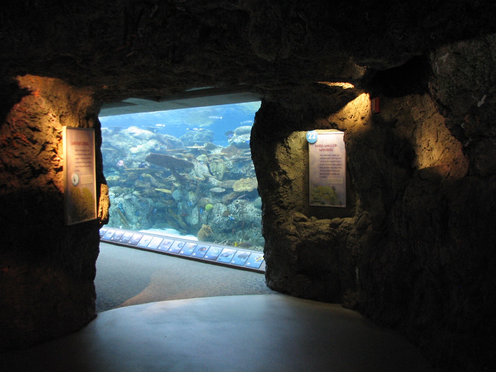 Tropical Pacific Gallery - Tropical Reef Habitat - Soft Coral Tunnel (Secon