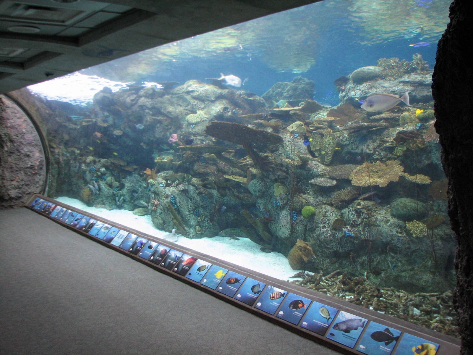 Tropical Pacific Gallery - Tropical Reef Habitat - Soft Coral Tunnel (Secon