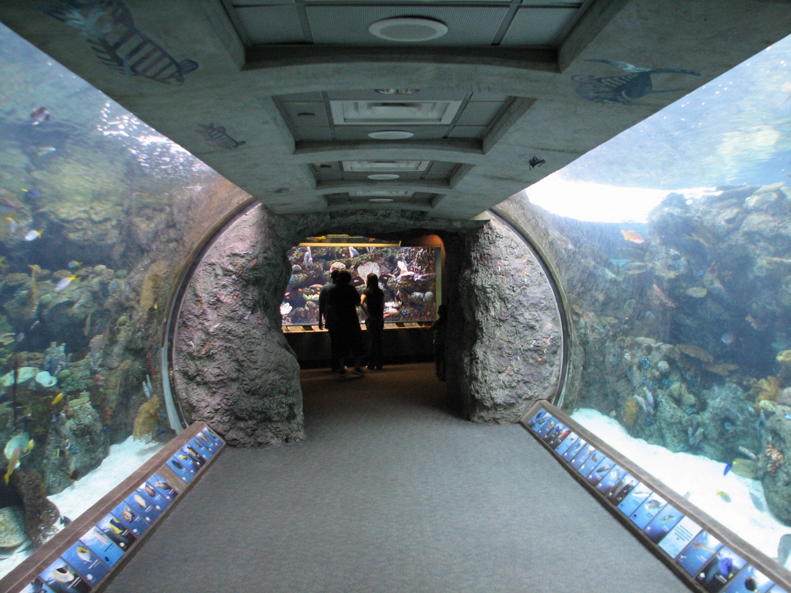 Tropical Pacific Gallery - Tropical Reef Habitat - Soft Coral Tunnel (Secon