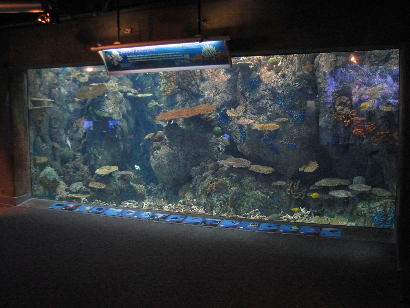 Tropical Pacific Gallery - Tropical Reef Habitat - Sunny Exposure (First Vi