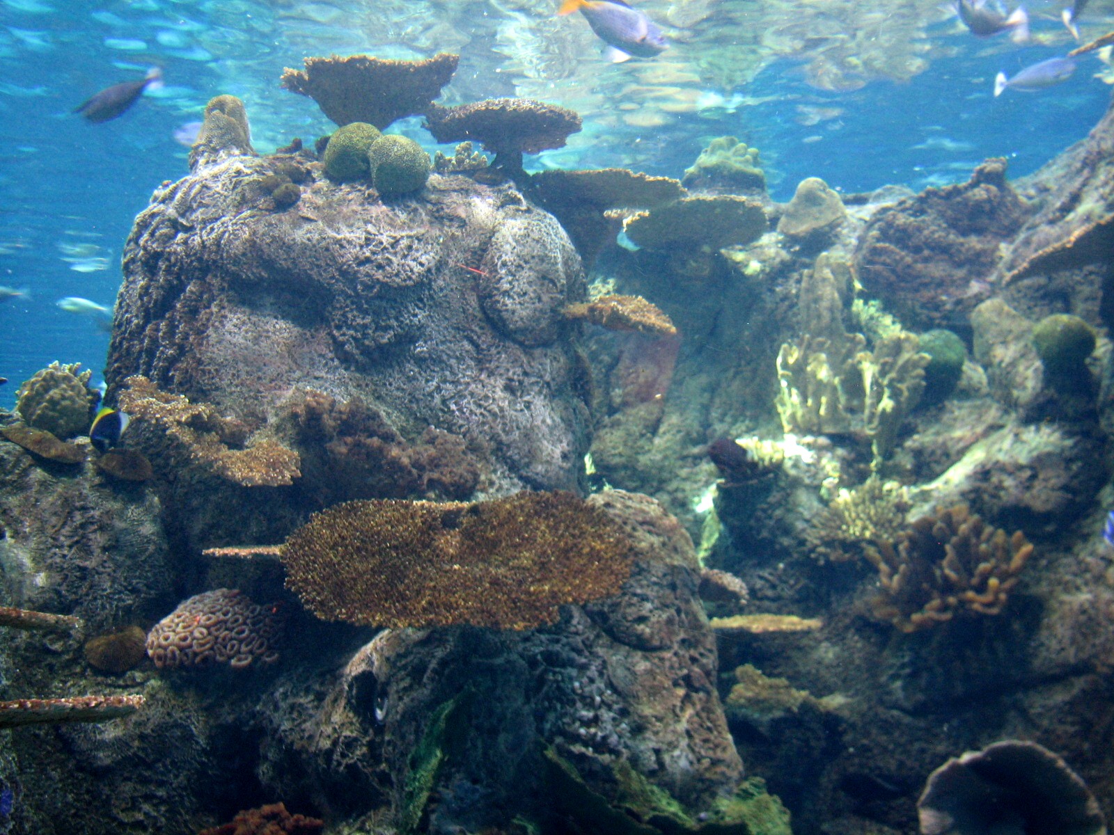 Tropical Pacific Gallery - Tropical Reef Habitat - Sunny Exposure (First Vi