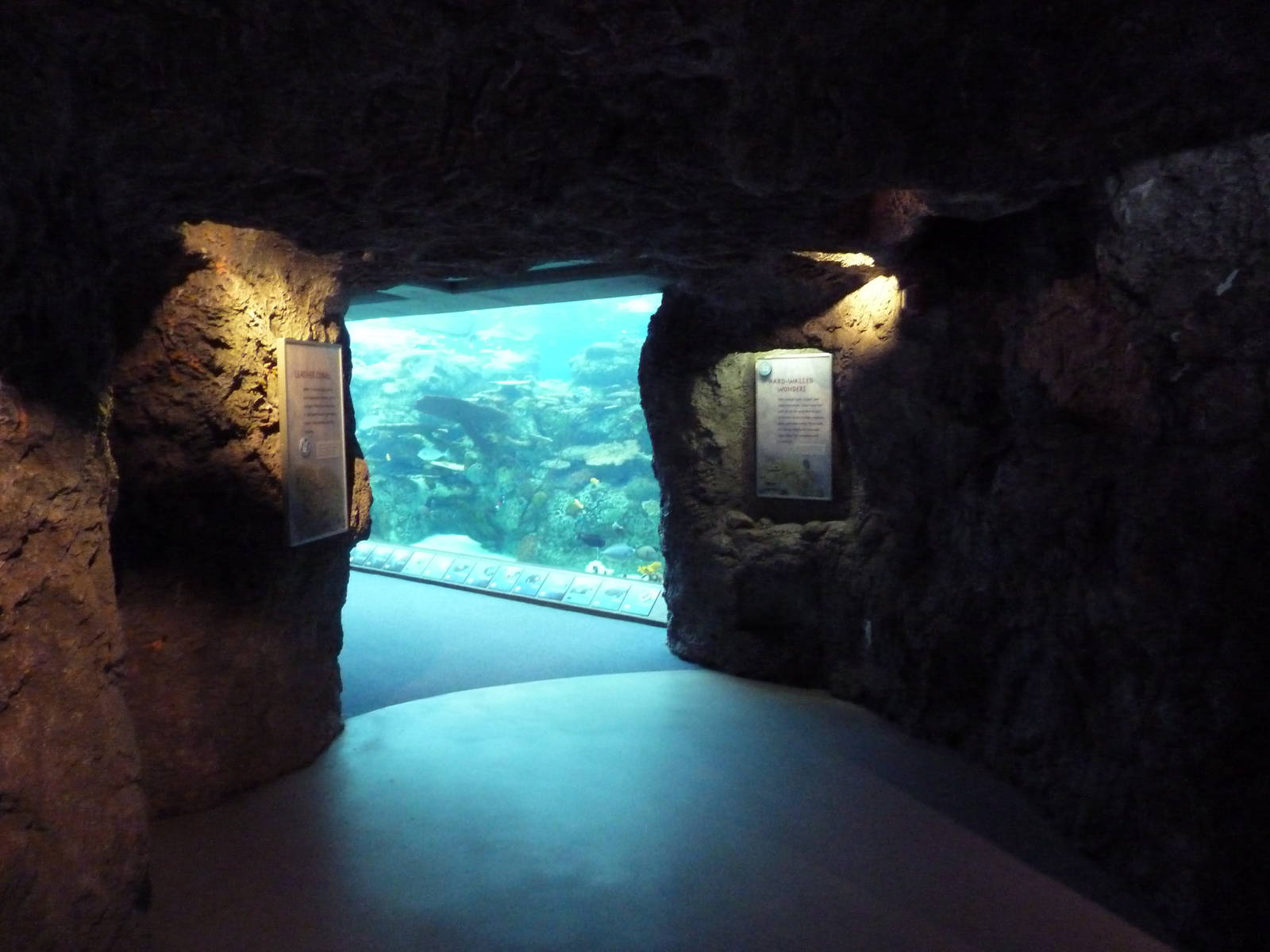 Tropical Pacific Gallery - Tropical Reef Habitat