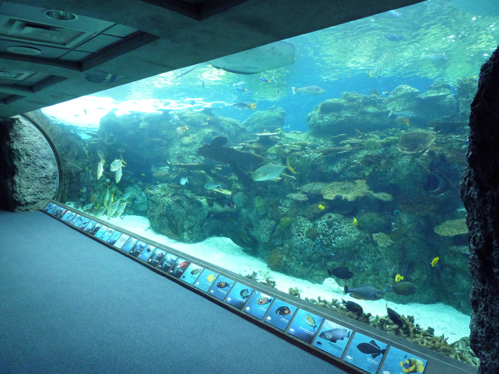 Tropical Pacific Gallery - Tropical Reef Habitat