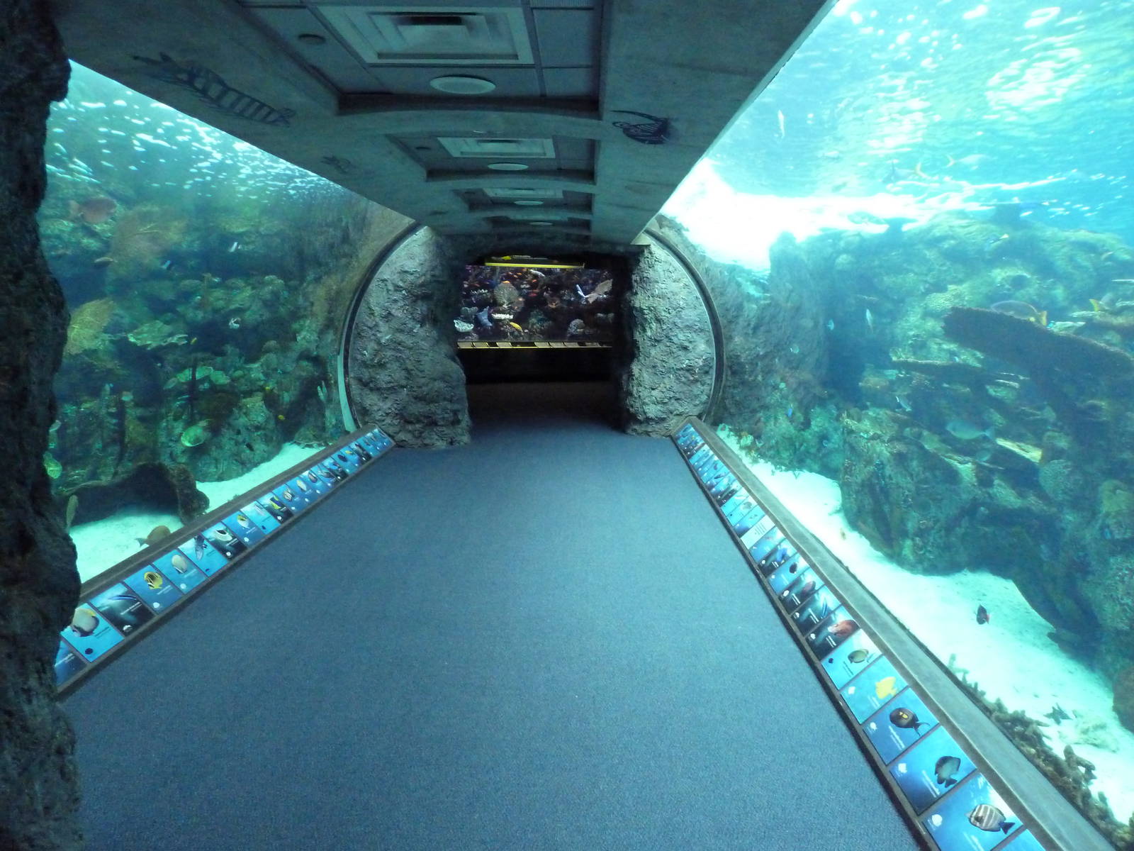 Tropical Pacific Gallery - Tropical Reef Habitat