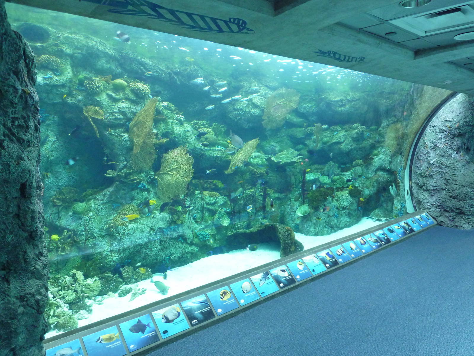 Tropical Pacific Gallery - Tropical Reef Habitat
