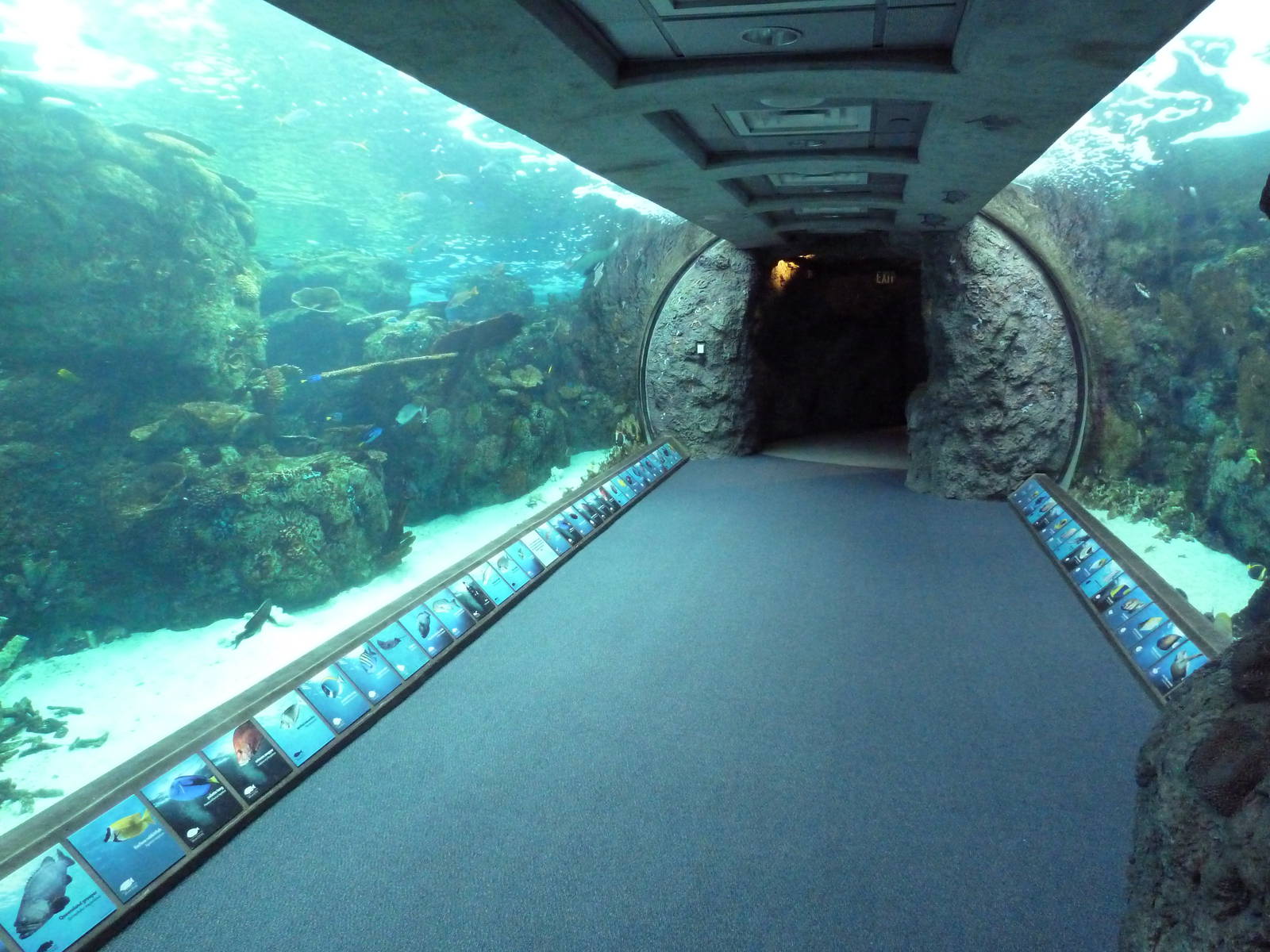 Tropical Pacific Gallery - Tropical Reef Habitat