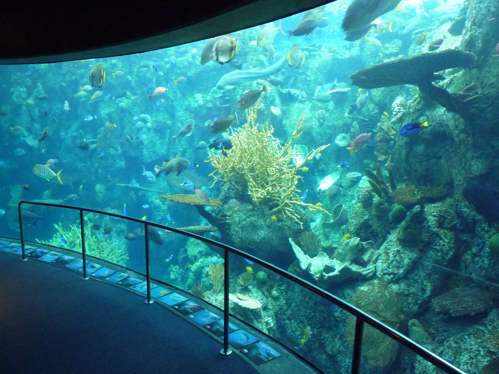 Tropical Pacific Gallery - Tropical Reef Habitat