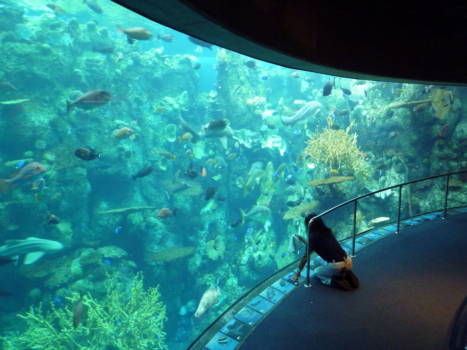 Tropical Pacific Gallery - Tropical Reef Habitat