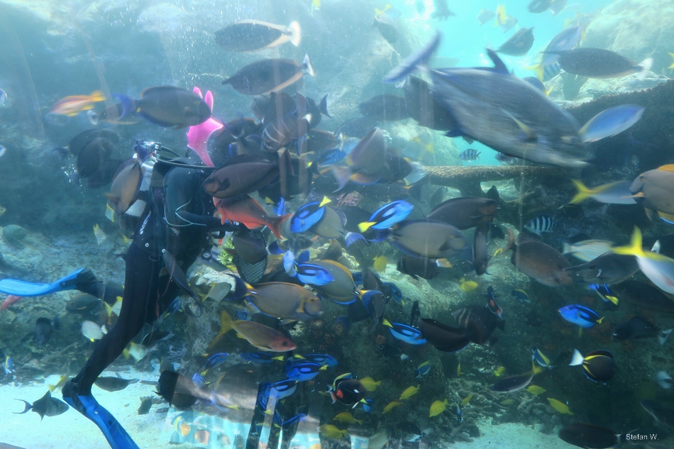 Tropical Pacific Gallery - Tropical Tunnel - Feeding time