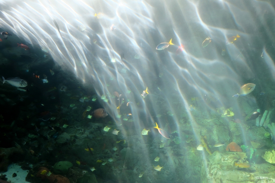 Tropical Pacific Gallery - Tropical Tunnel