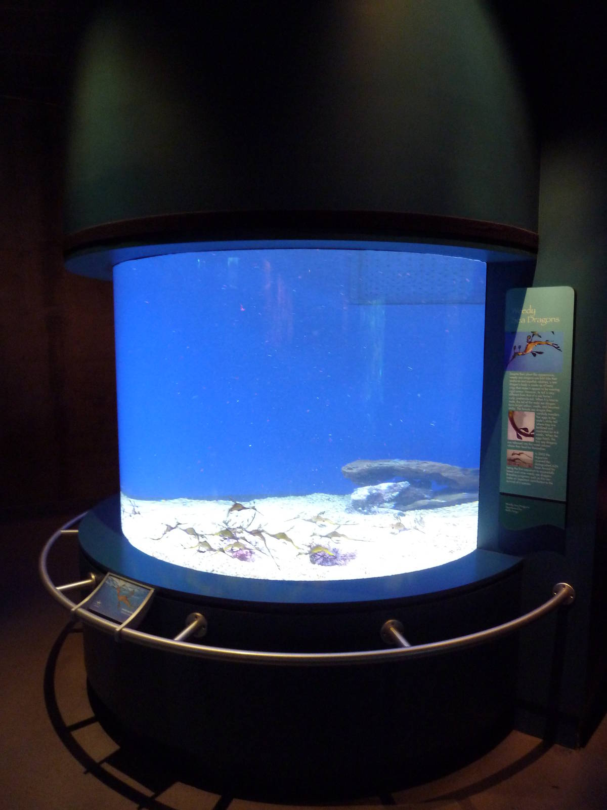 Tropical Pacific Gallery - Weedy Sea Dragon Exhibit