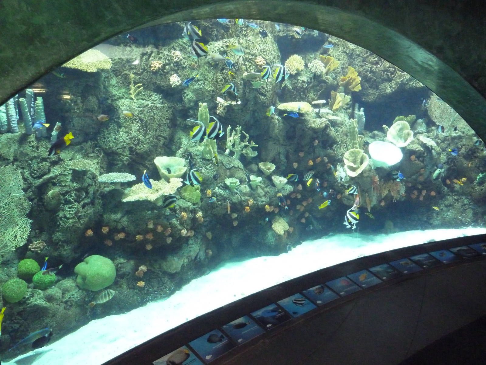 Tropical Pacific Preview Exhibit