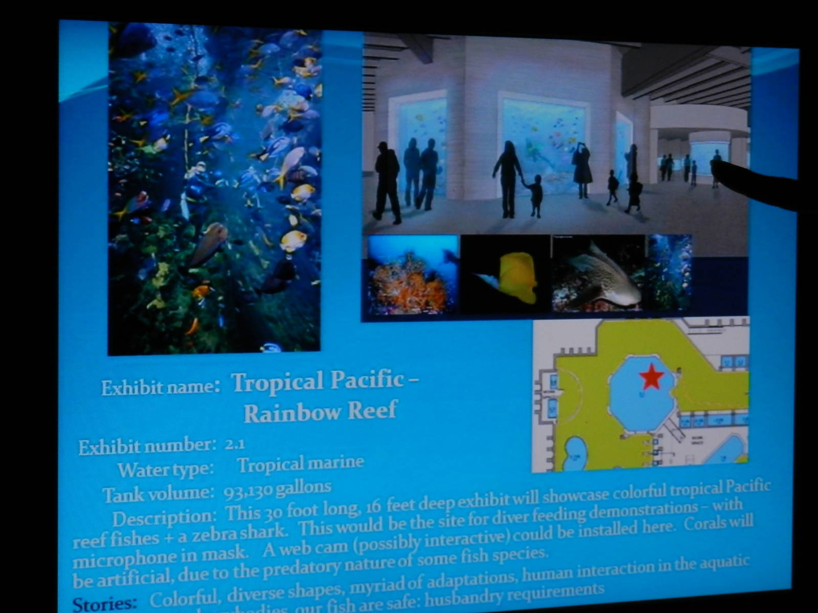 Tropical Pacific Rainbow reef