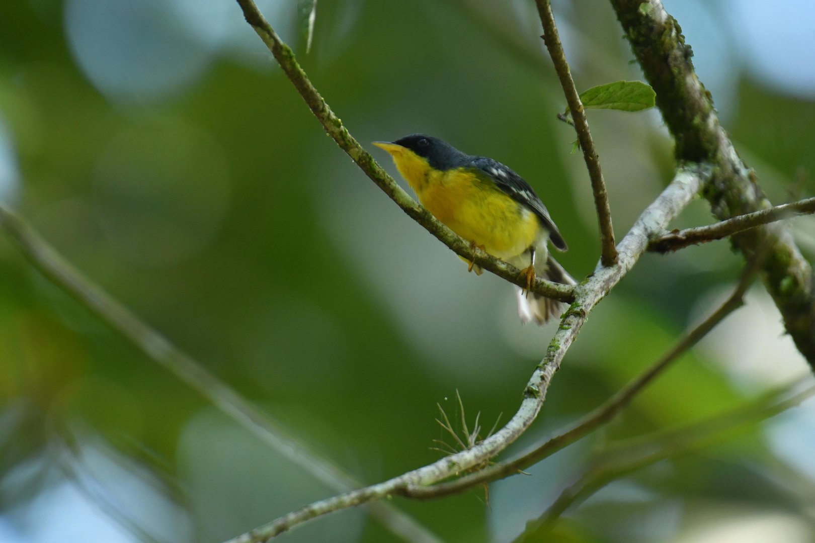 Tropical Parula (Setophaga pitiayumi)