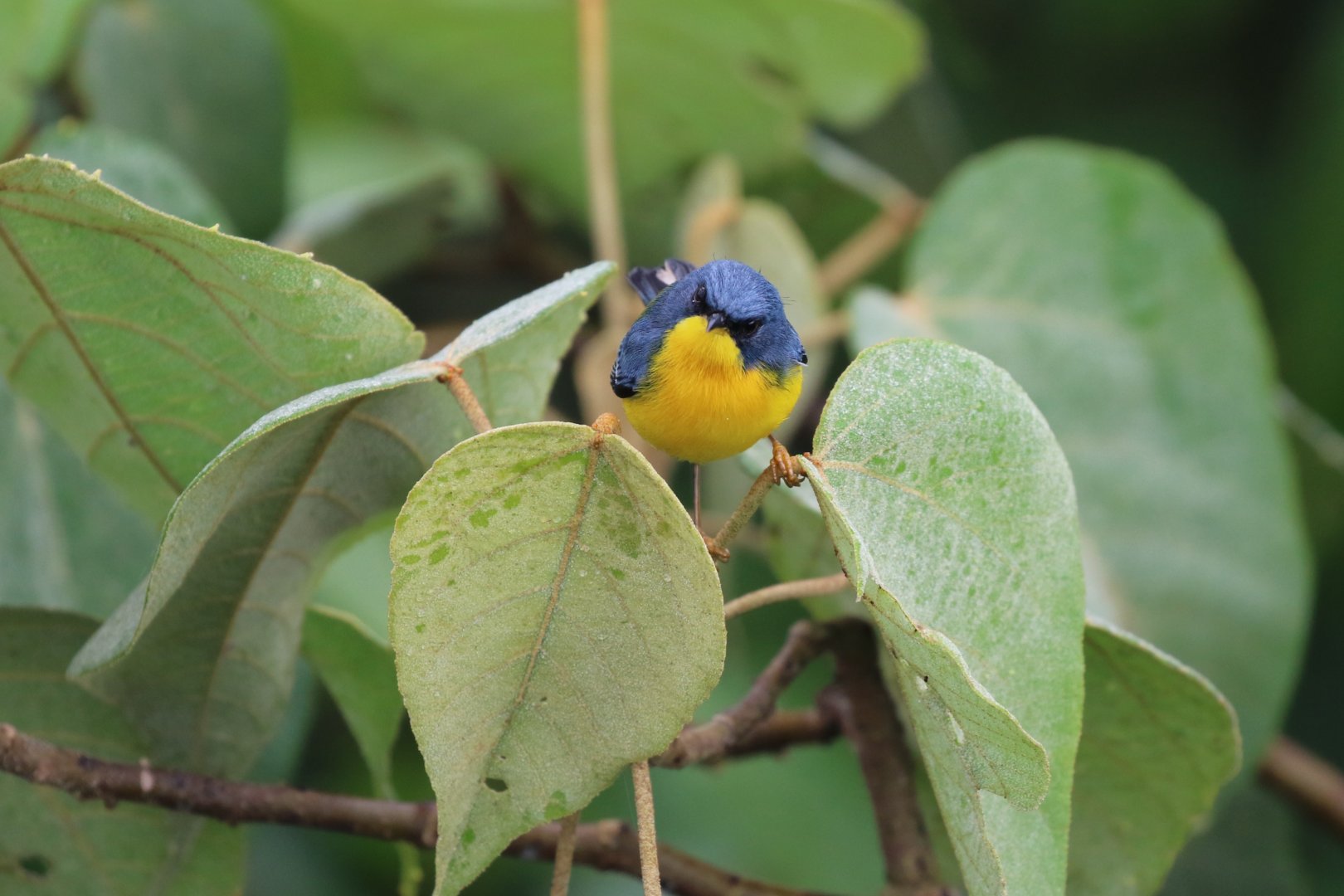 Tropical Parula