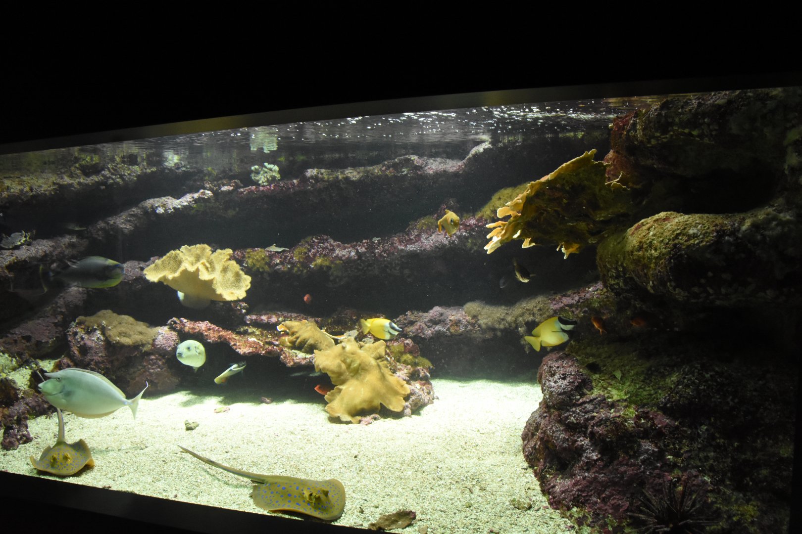 Tropical pavilion - tank example