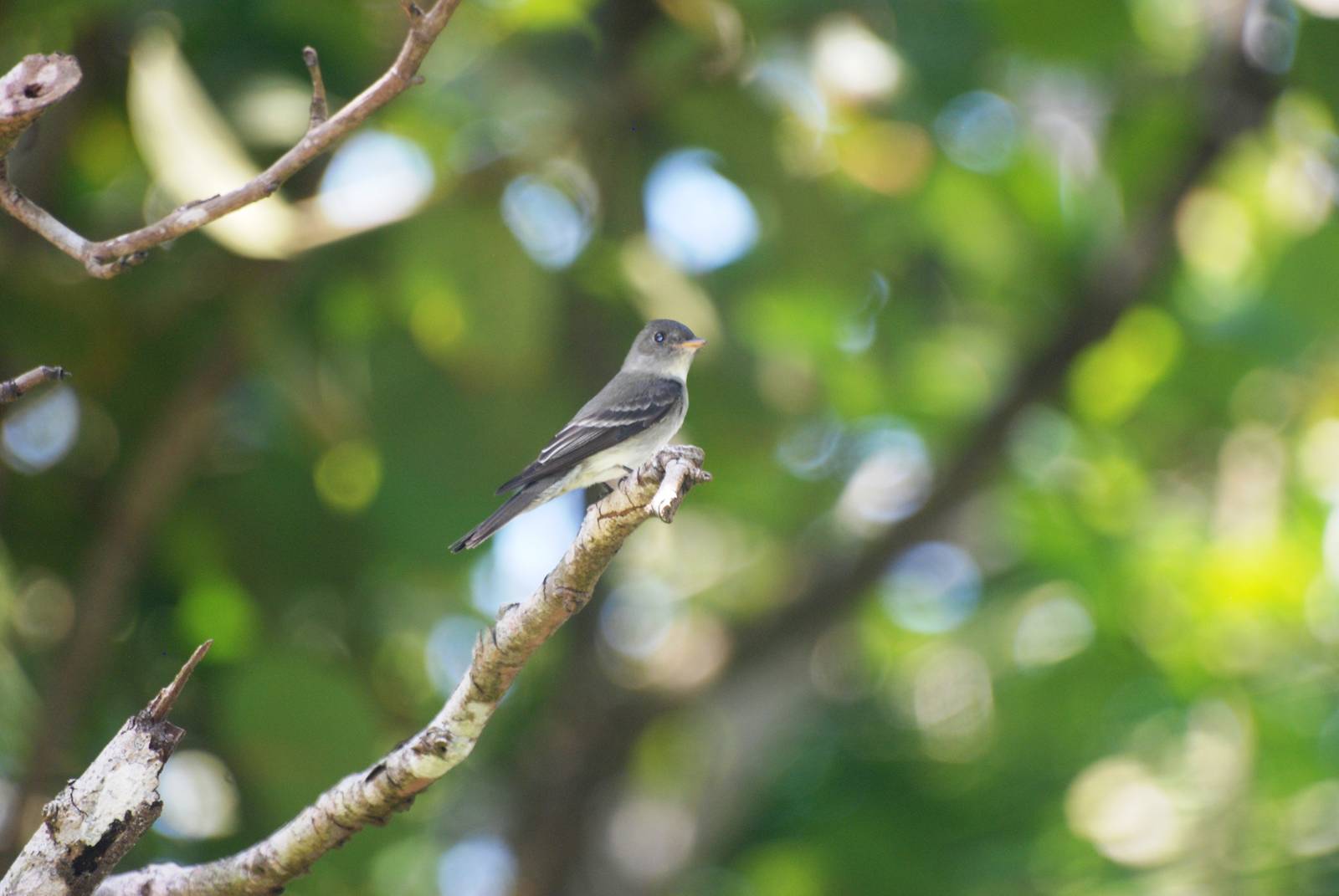 Tropical Pewee in Tortuguero, 13/04/14