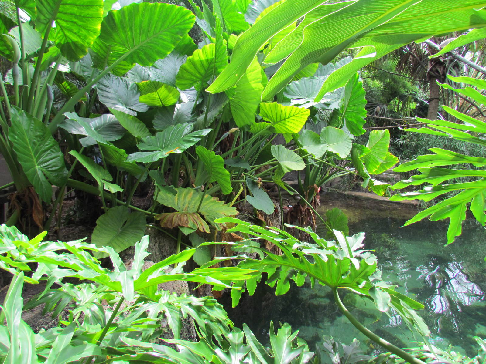 Tropical Plantings in Aviary