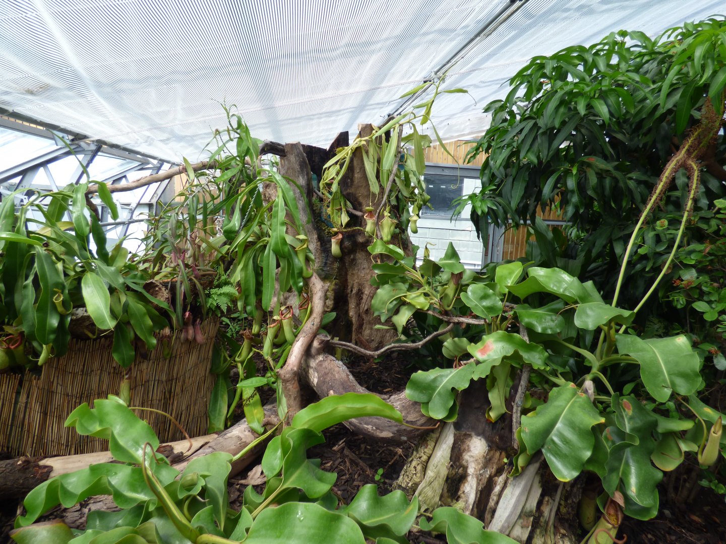 Tropical plants in The Plant Project