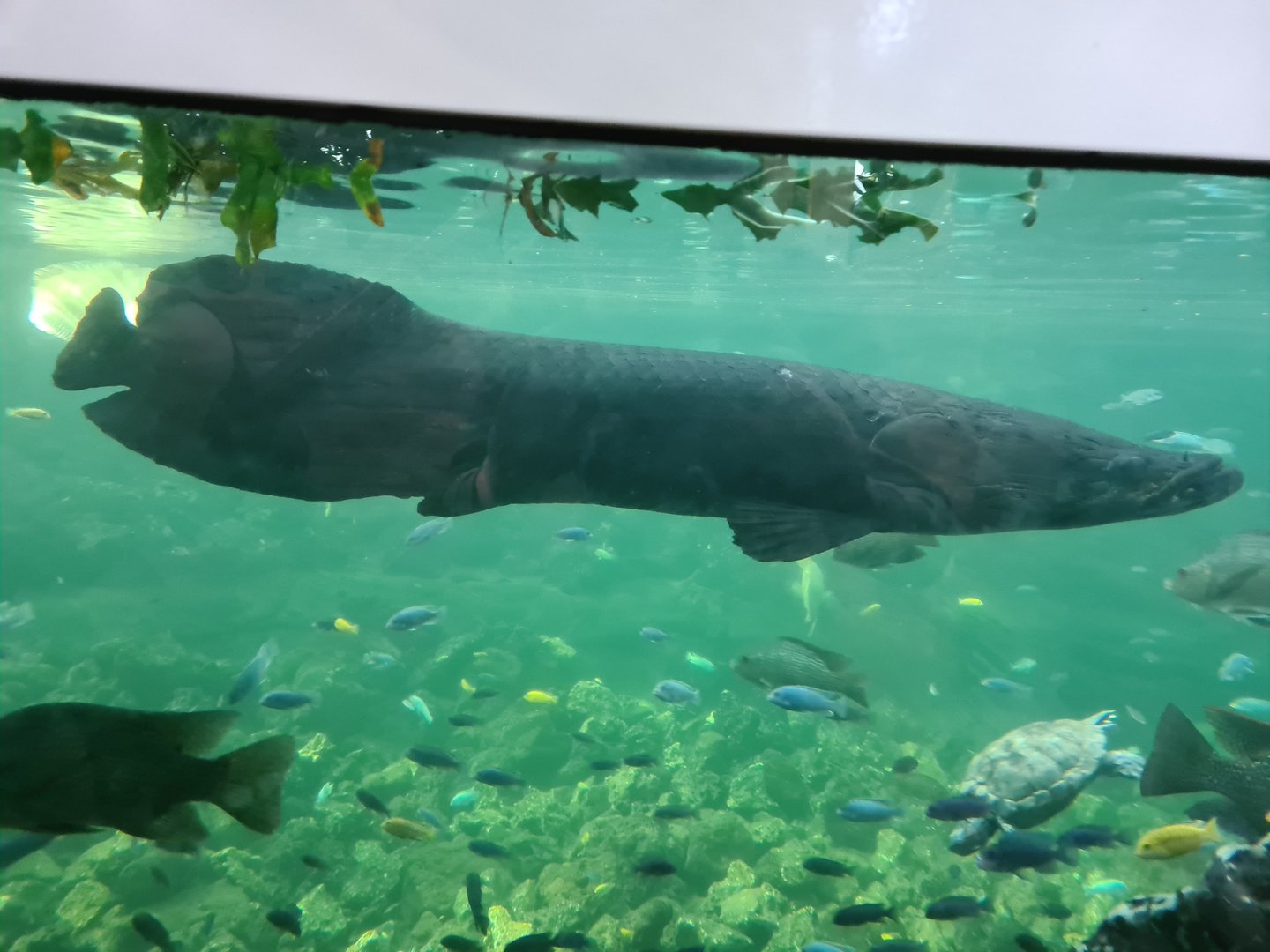 Tropical pond - Arapaima