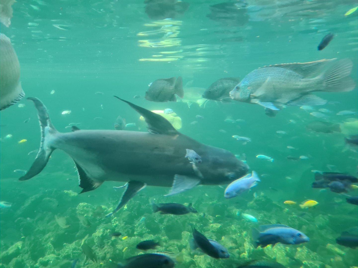 Tropical pond - Cichlids, Paroon shark