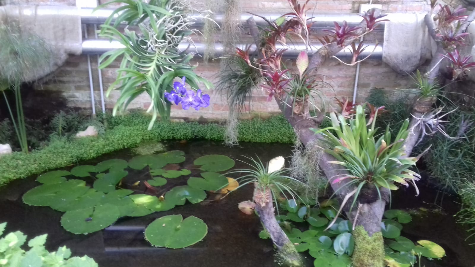 Tropical Pond Display