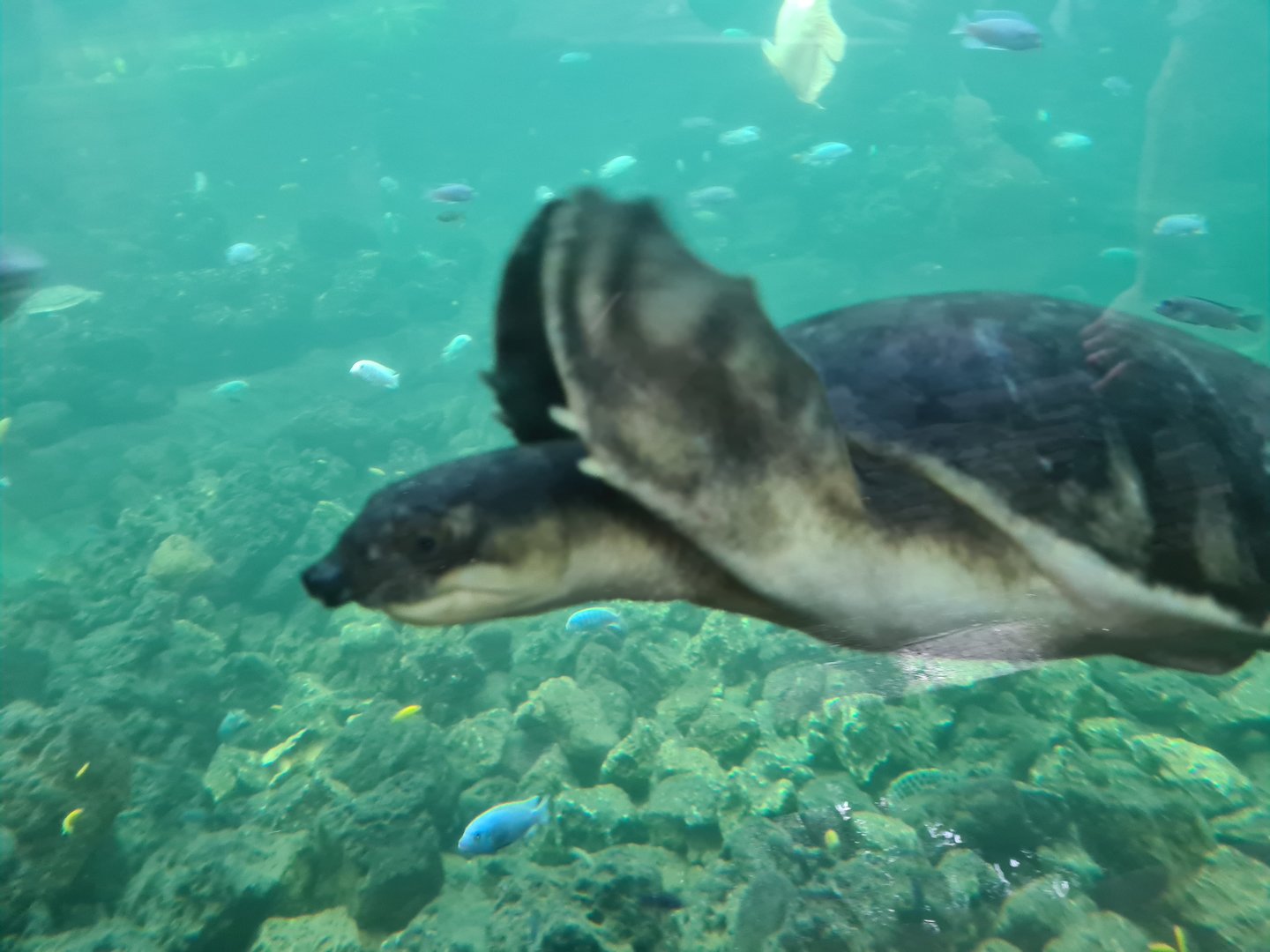 Tropical pond - Fly river turtle