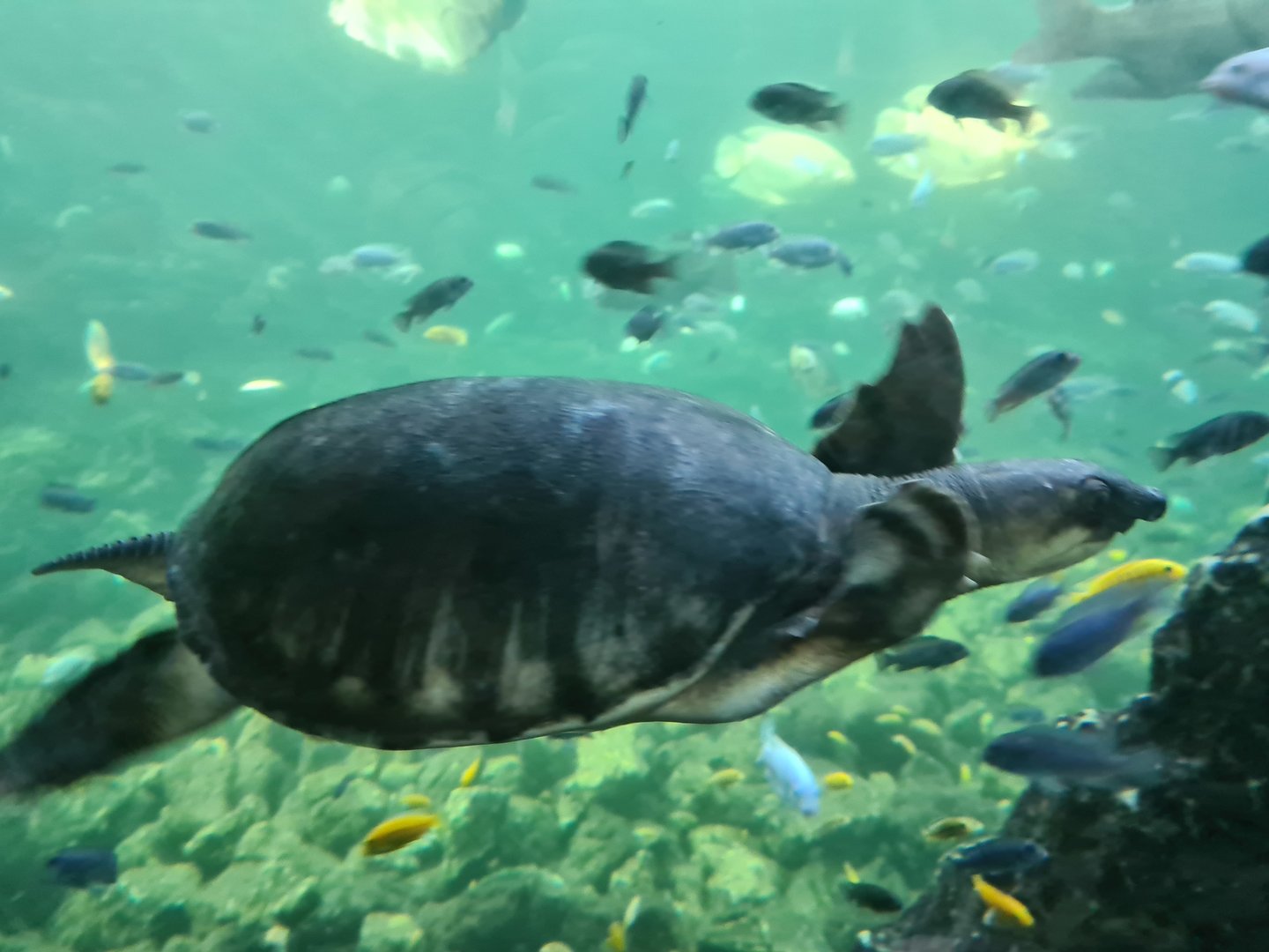 Tropical pond - Fly river turtle