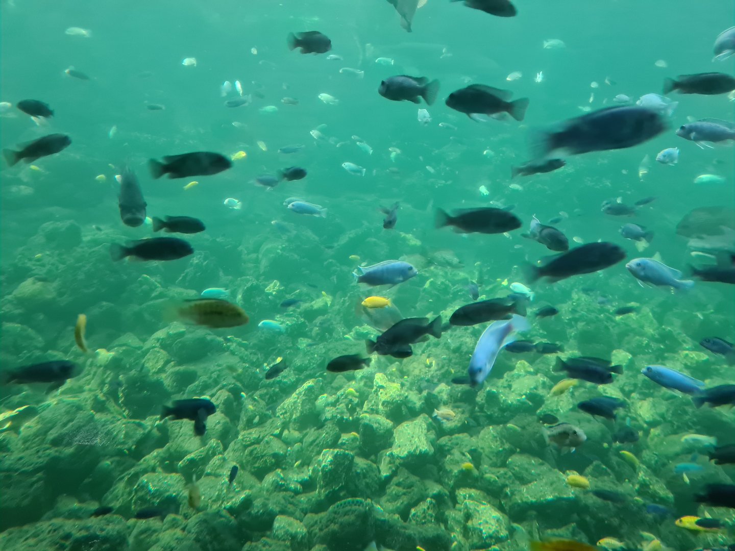 Tropical pond - Many cichlids