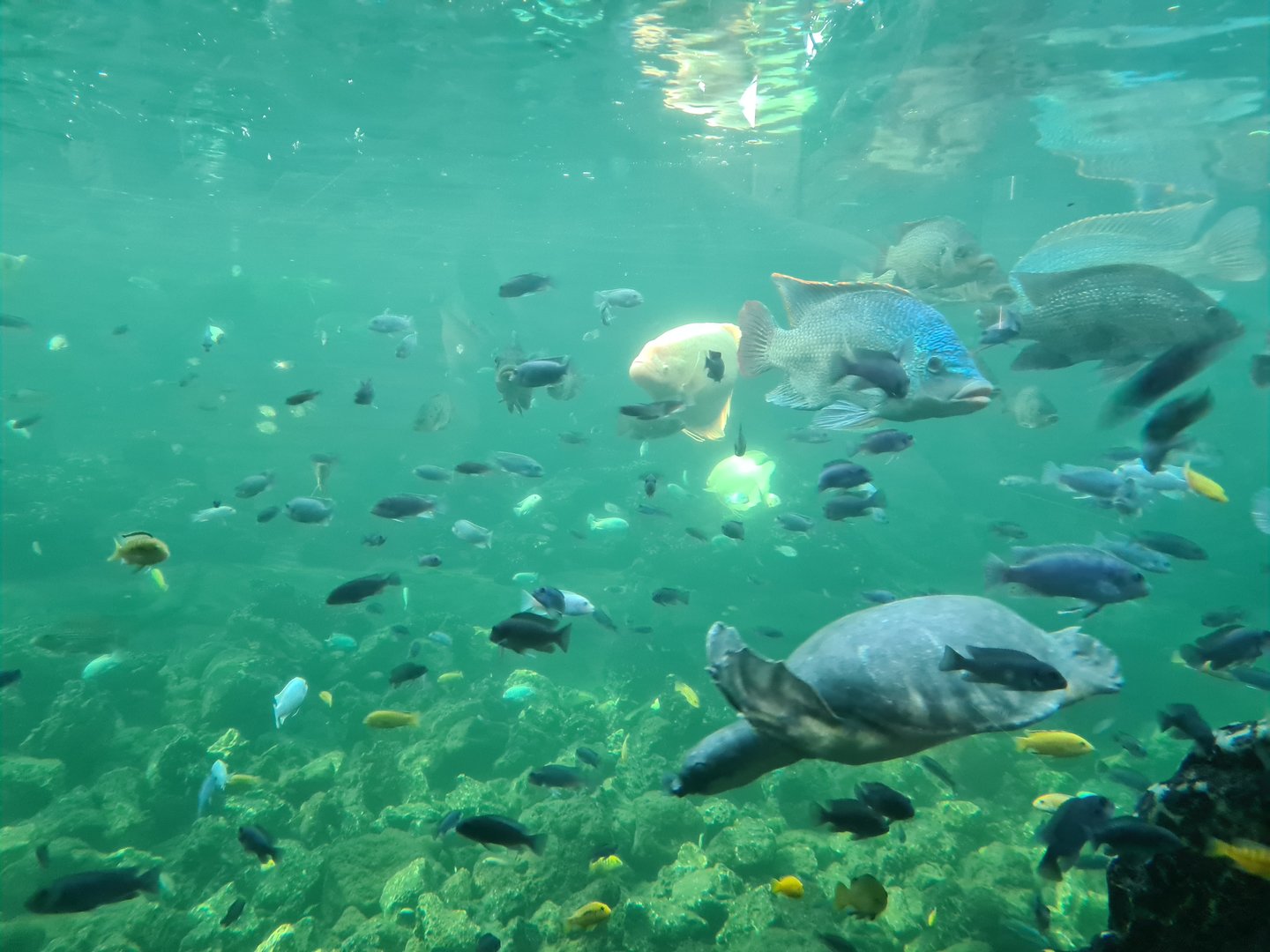 Tropical pond - Many species