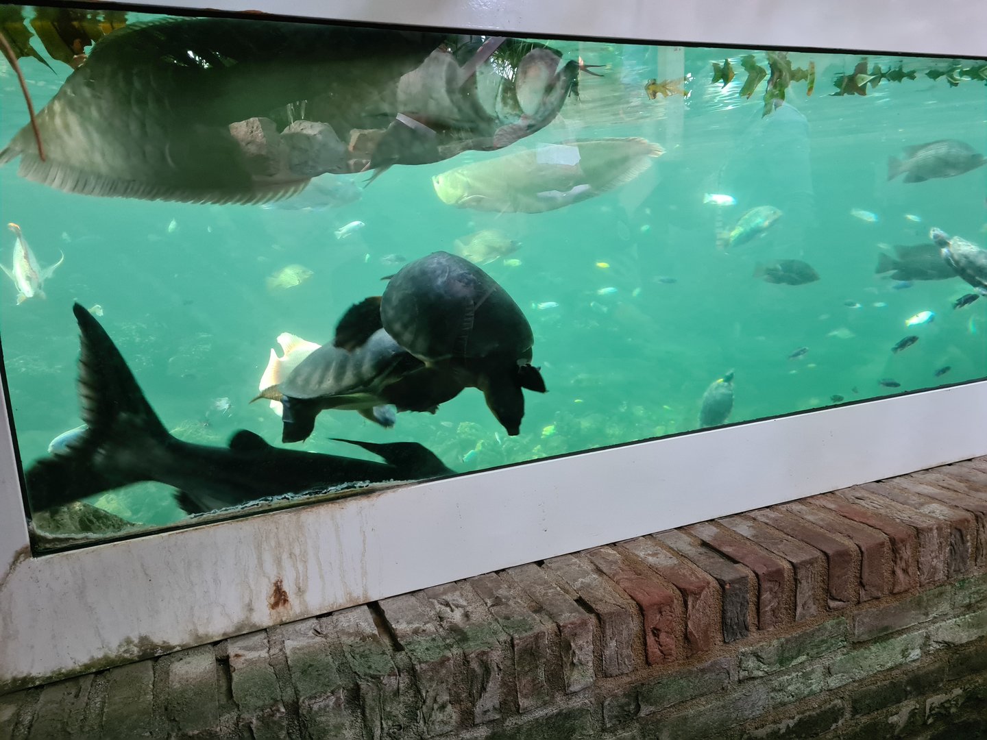 Tropical pond - Multiple species