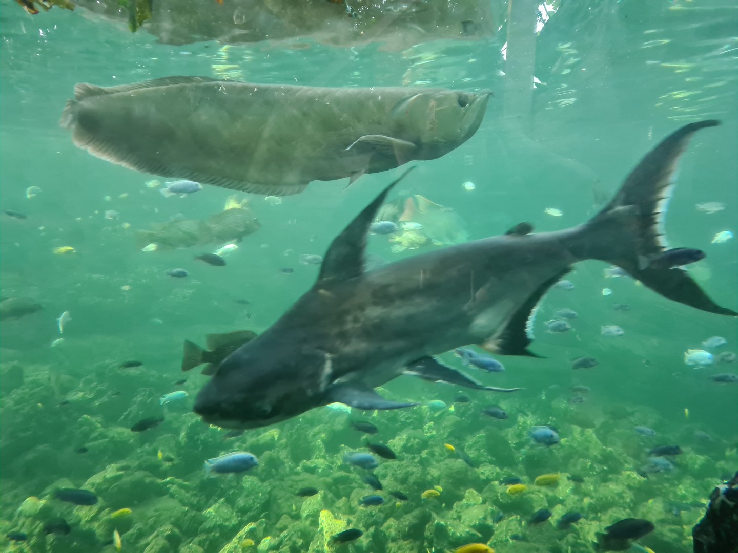 Tropical pond - Paroon shark, Silver arowana