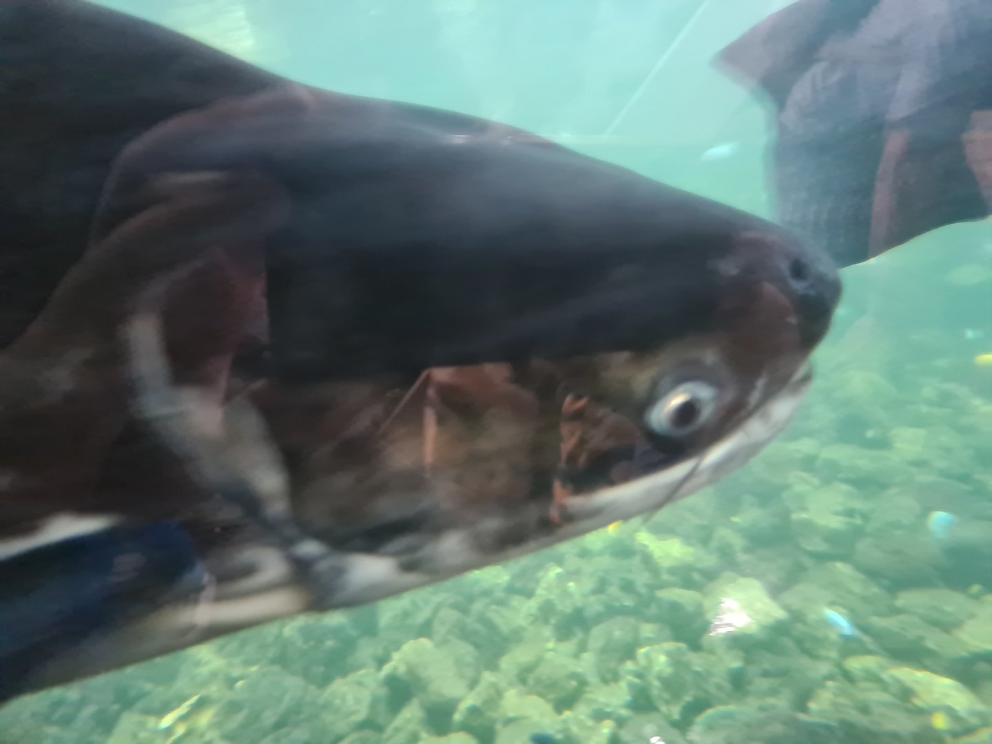 Tropical pond - Paroon shark