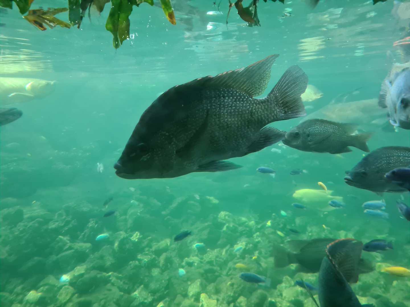 Tropical pond - Tanganyikan mouthbrooding cichlid