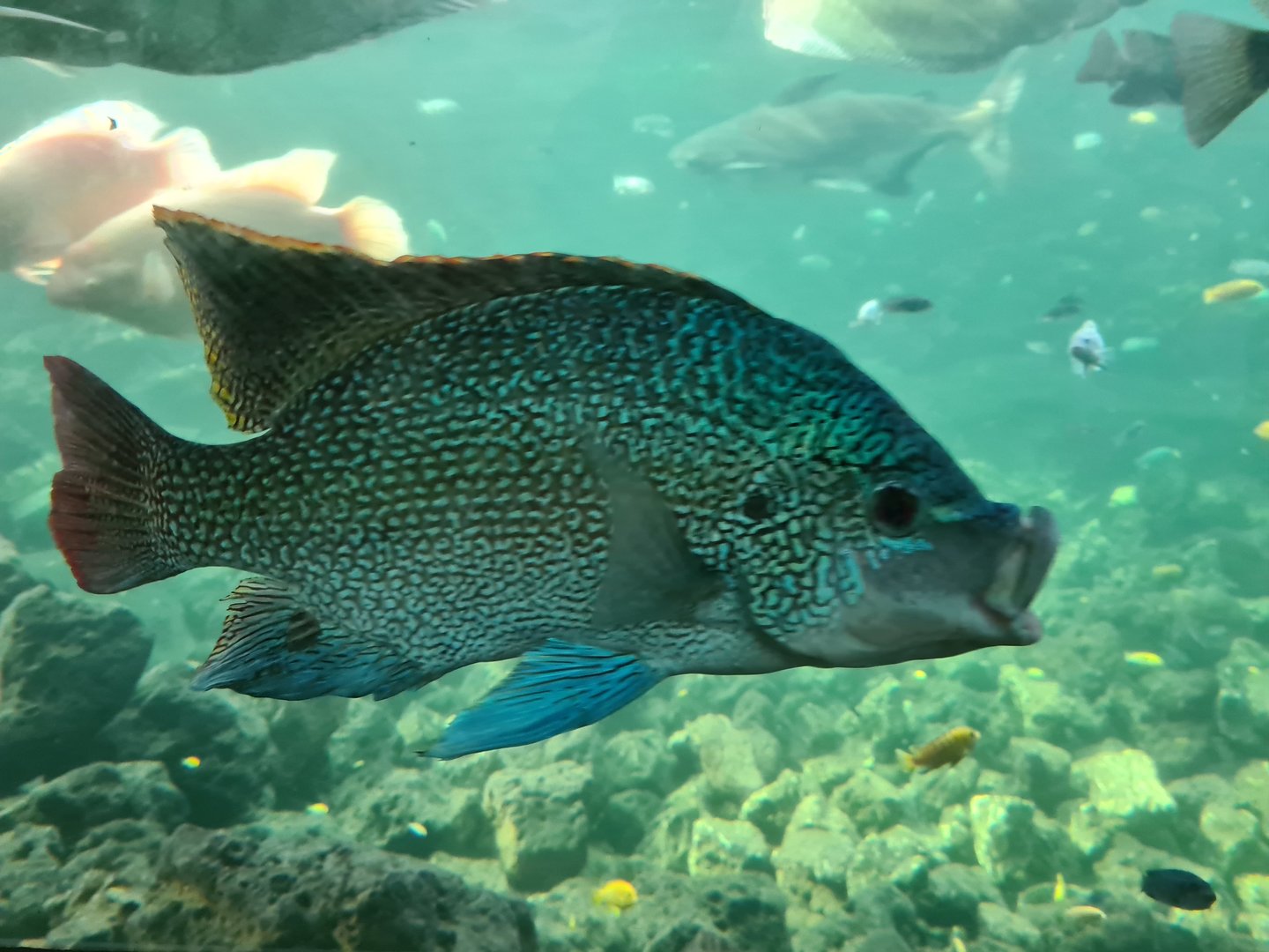 Tropical pond - Tanganyikan mouthbrooding cichlid