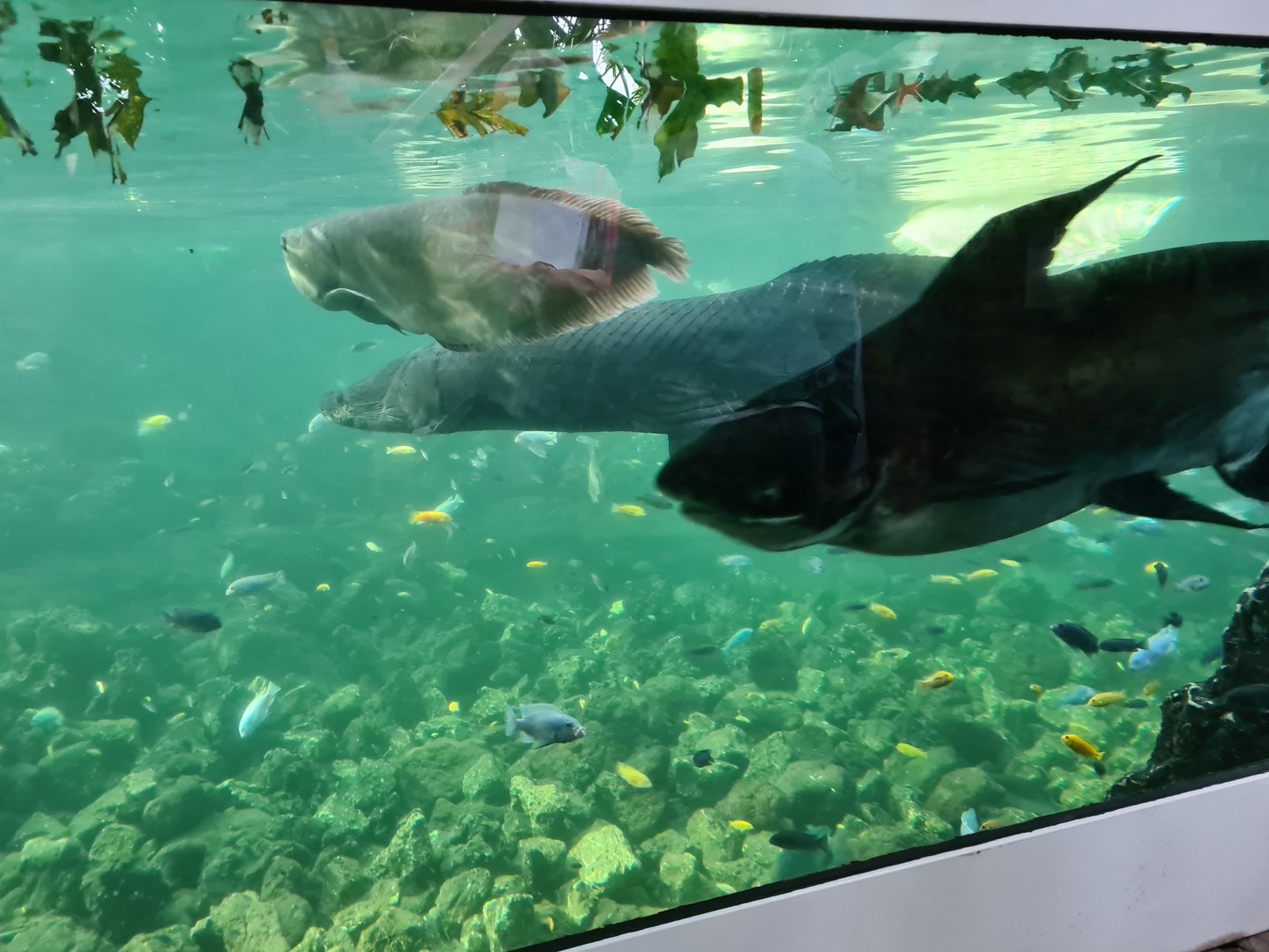 Tropical pond - The three giants