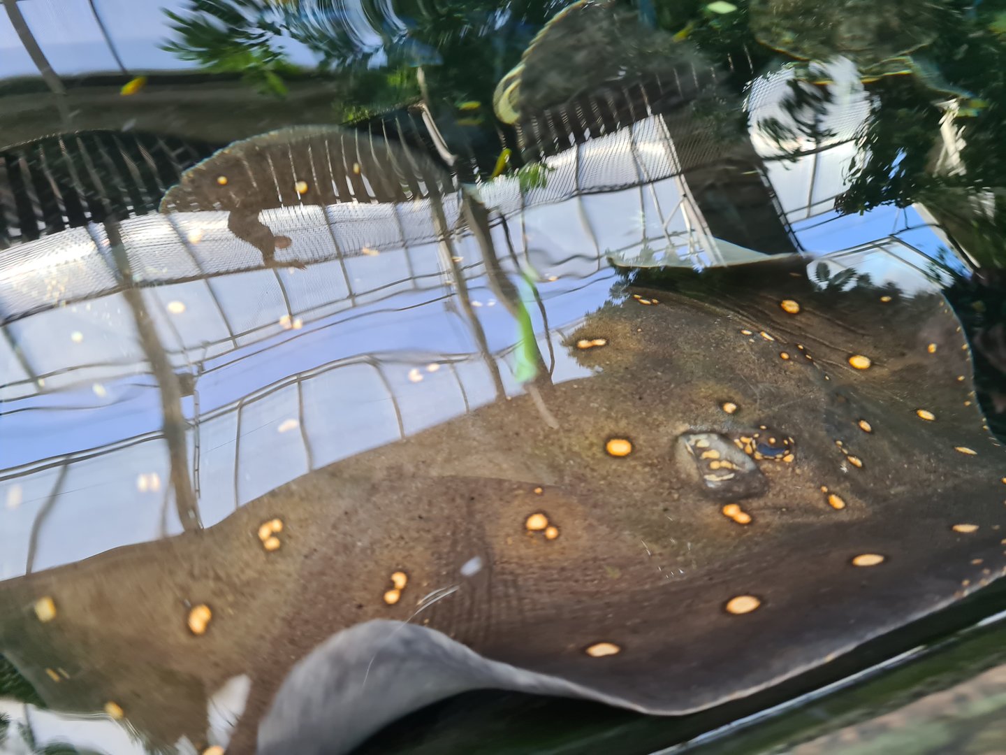 Tropical pond - Top view (Ocellate River stingray