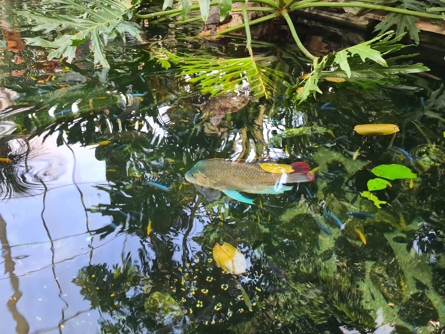 Tropical pond - Top view (Tanganyikan mouth brooding cichlid)